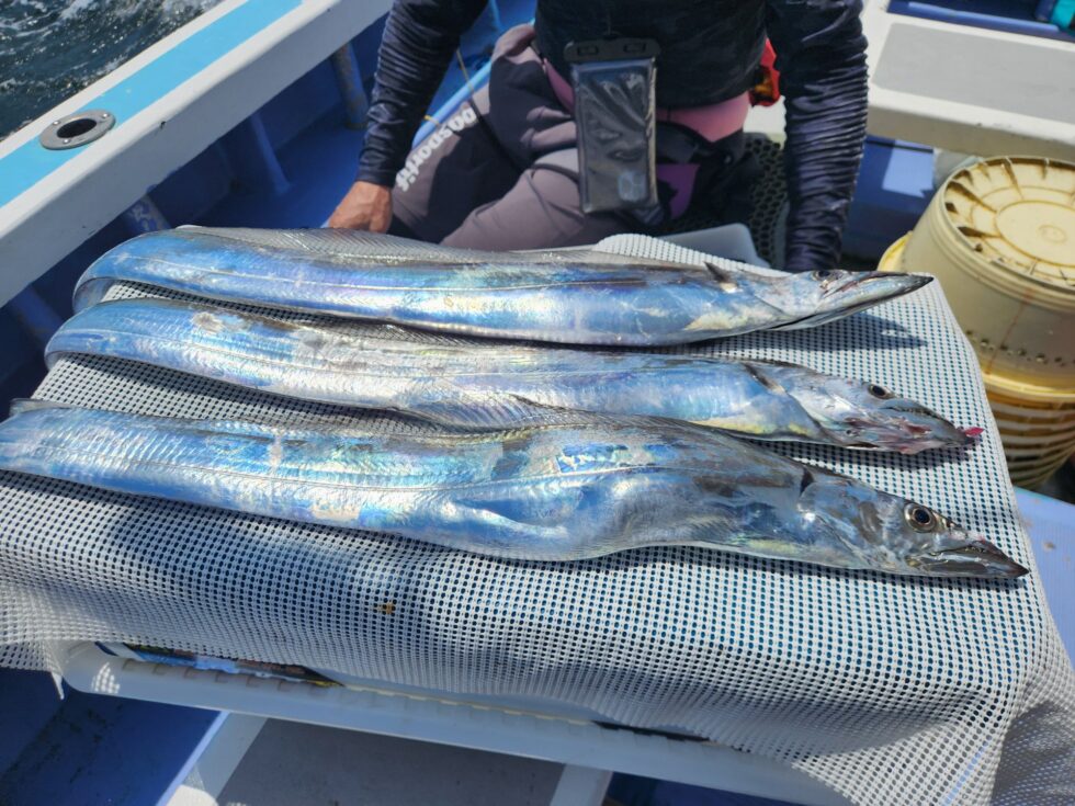 伊良湖水道激旨タチウオ！