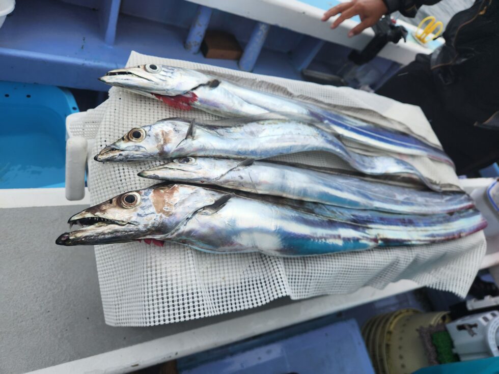 テンヤタチウオ専門で出船中！予約受付中！