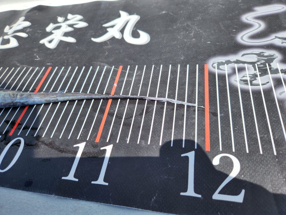 120㎝極太ドラゴン！