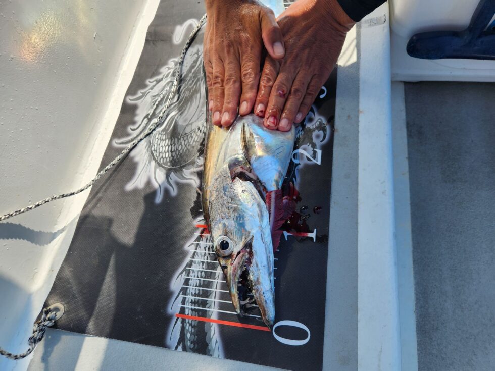 明日も極太に期待ですよ！