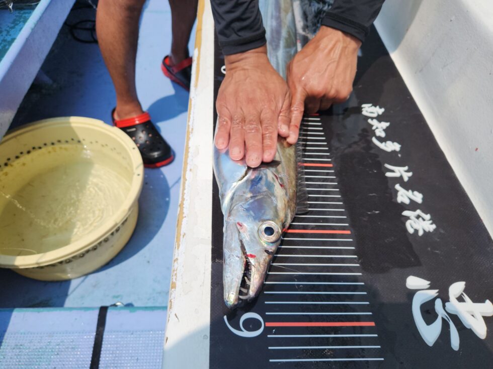 伊良湖水道デブゴン！
