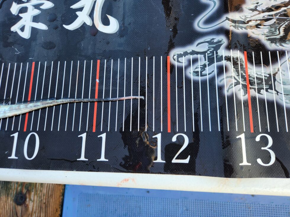 ドラゴンまであと３㎝！