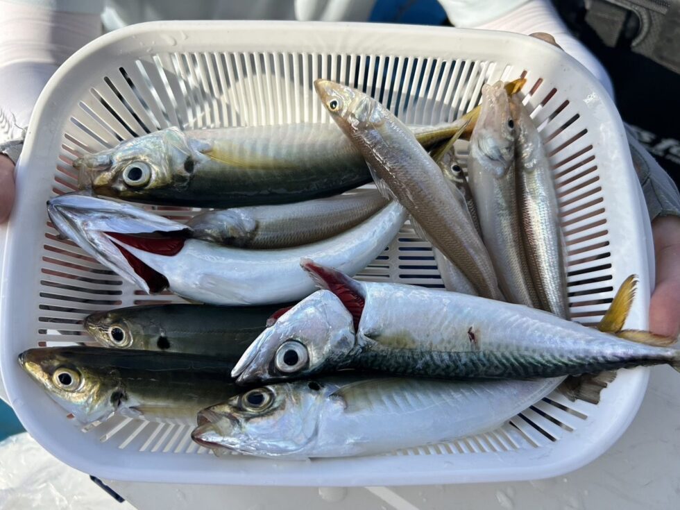 午後ショート便、色々釣れ楽しめました。