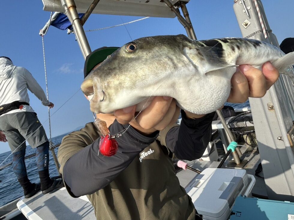 明日(水)朝便テンヤタチウオ出船！午後ショート便タチウオ出船！
