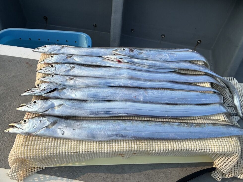 朝便伊良湖沖テンタチ専門、午後便近場数釣り!