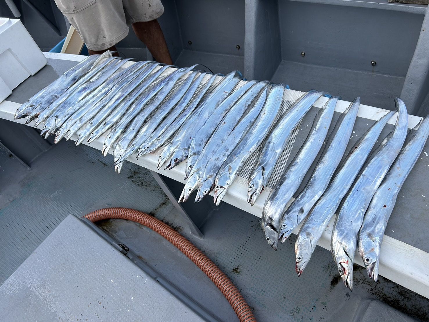 午後ショート便入れ食い中！