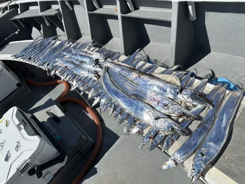 テンヤ専門で出船中!ゲーム性ありリピーター続出中!