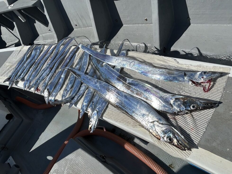 ゲーム性のあるテンヤ専門で出船中!