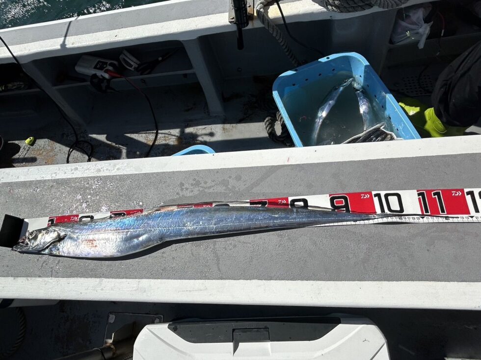 指6!伊良湖水道デブゴン!