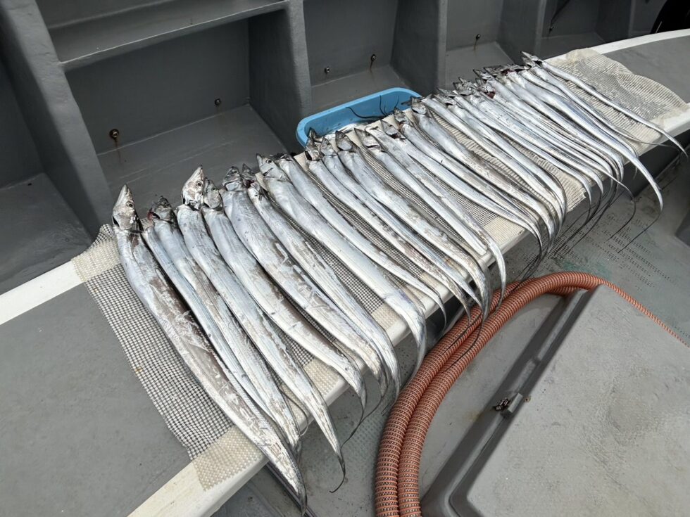 午後ショート便近場釣果!短期間の出船です。お早めにどうぞ!