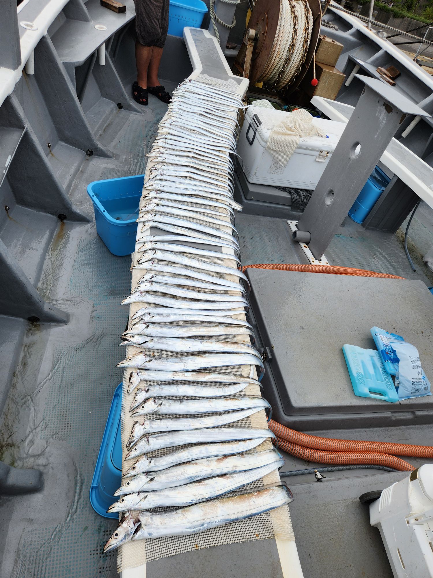 明日(日)午前便伊良湖沖テンタチ専門、午後ショート便、予約受付中！