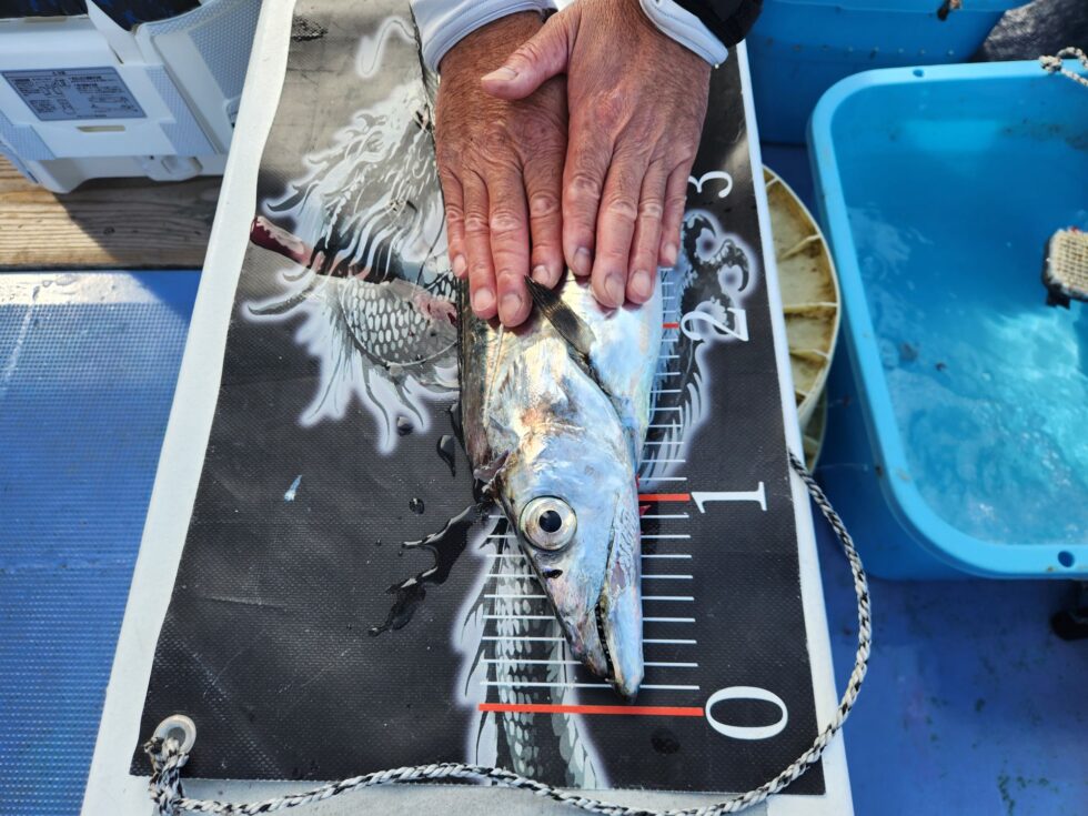 伊良湖水道極太タチウオ大チャンス到来!