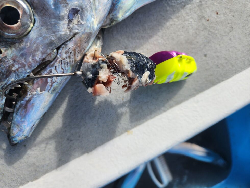 テンヤ50号統一です