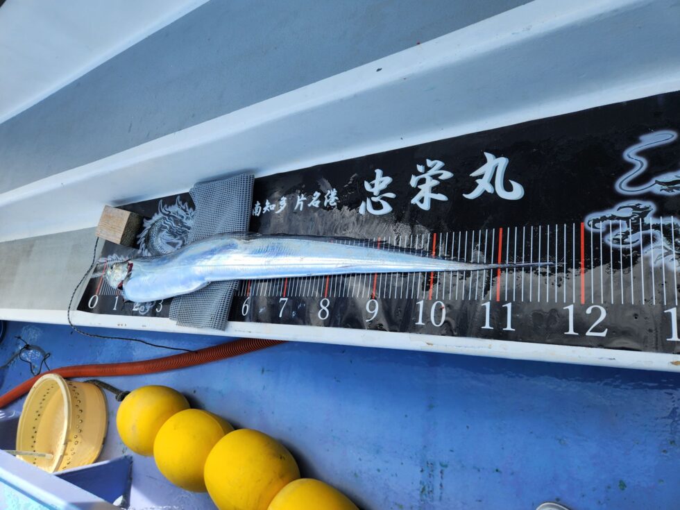 尾切れで118㎝は凄い!一瞬140㎝シェンロンかと思いましたね