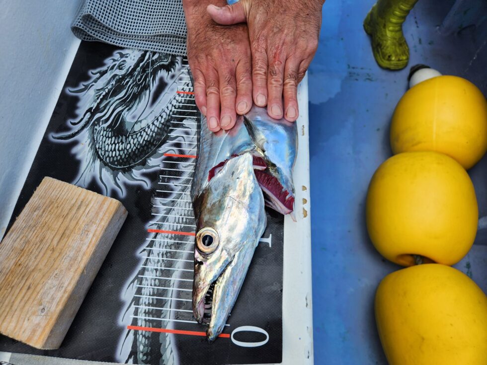 指7極太タチウオ!伊良湖水道連日凄い事になってます!