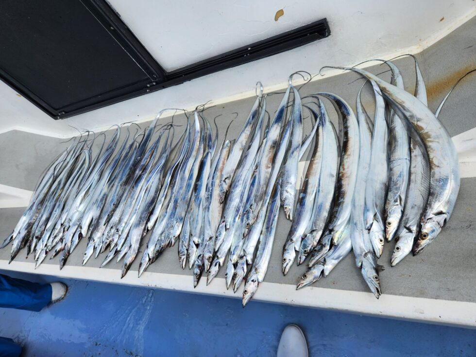 10/1より、一つテンヤ真鯛釣り、ウタセ五目釣り、予約受付開始！