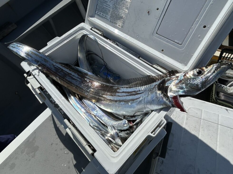 明日(木)もテンヤタチウオ出船確定！朝の飛び入りOKです。