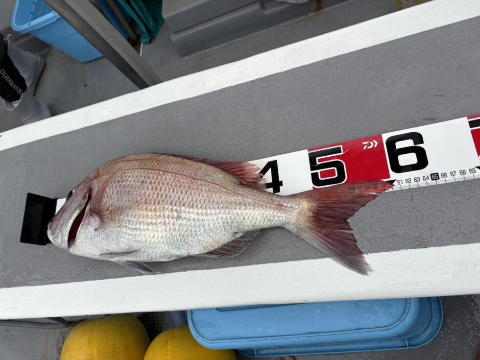 マダイ60㎝！超ライトタックルでのやりとりは最高ですよ！