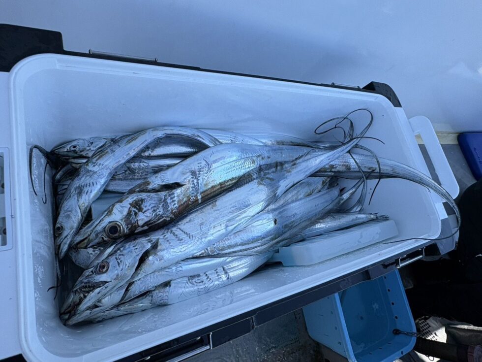 明日(火)テンヤタチウオ出船確定!ウタセ五目募集中!