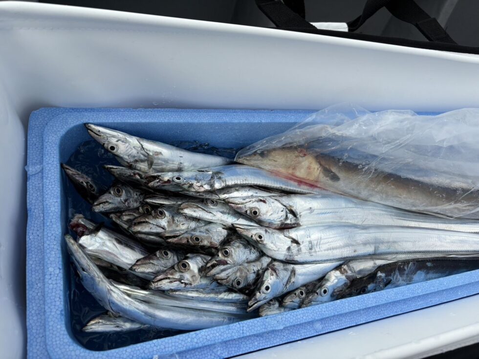 10/10(金)テンヤタチウオ専門、一つテンヤ真鯛、出船確定です。