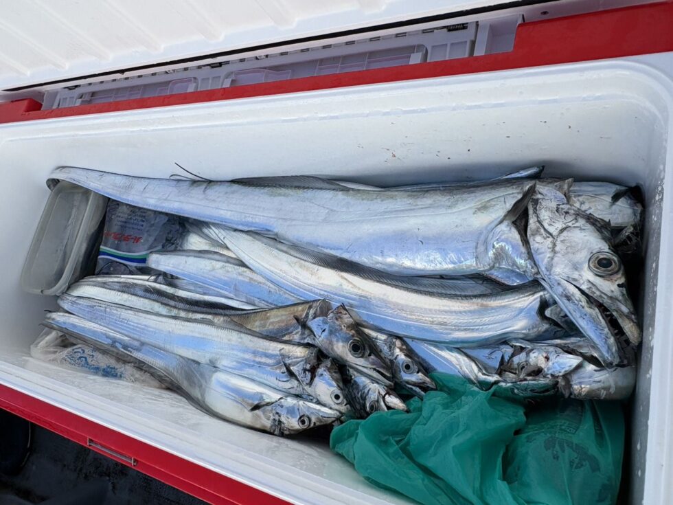 明日(火)テンタチ、ウタセ五目、出船確定!