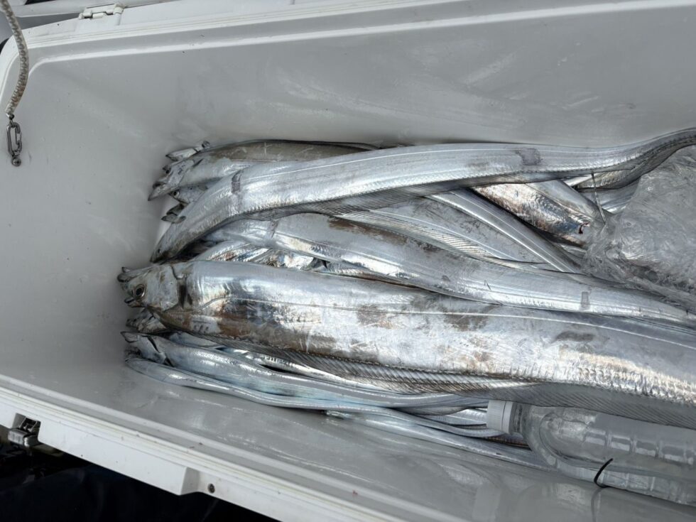 テンヤタチウオ釣り、ウタセ五目釣り、一つテンヤ、予約受付中です!