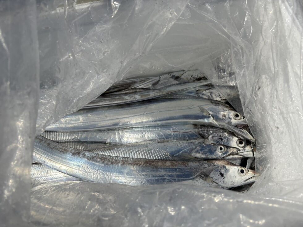 明日(土)テンヤタチウオ出船確定!