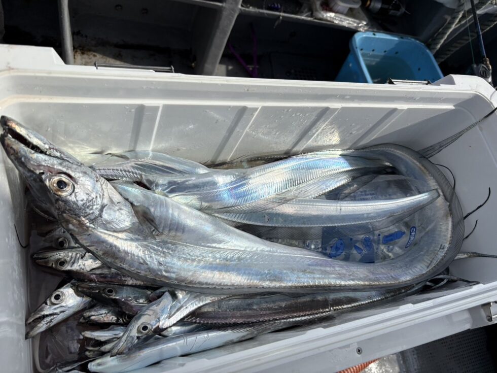 明日(土)テンヤタチウオ船、ウタセ五目船、午後ショート便タチウオ船、出船