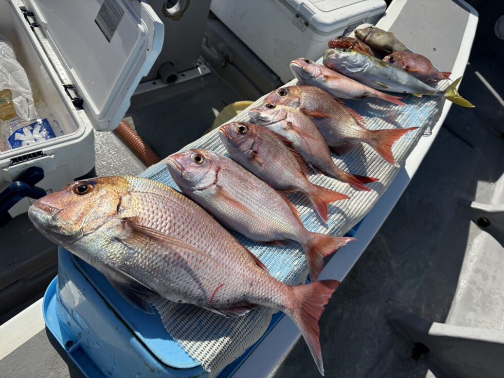 真鯛最大51㎝登場!