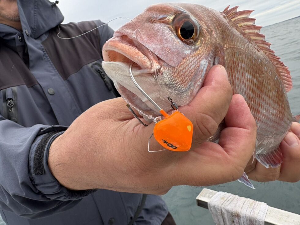 ライトタックルで面白い!