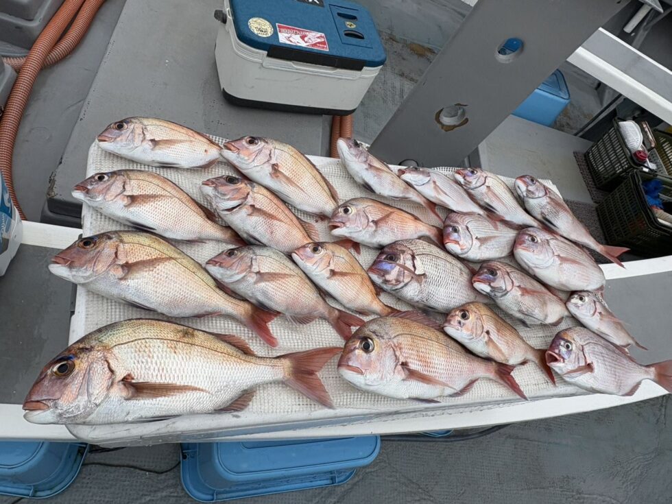 お刺身、塩焼き楽しめますね