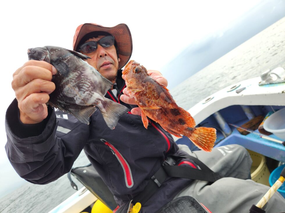 大人気のサンバソウ続々ー！