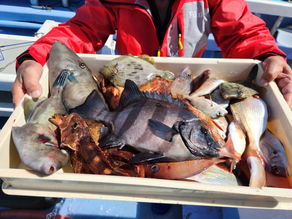 サンバソウ、カワハギ、ウマヅラハギ、カサゴ、小鯛