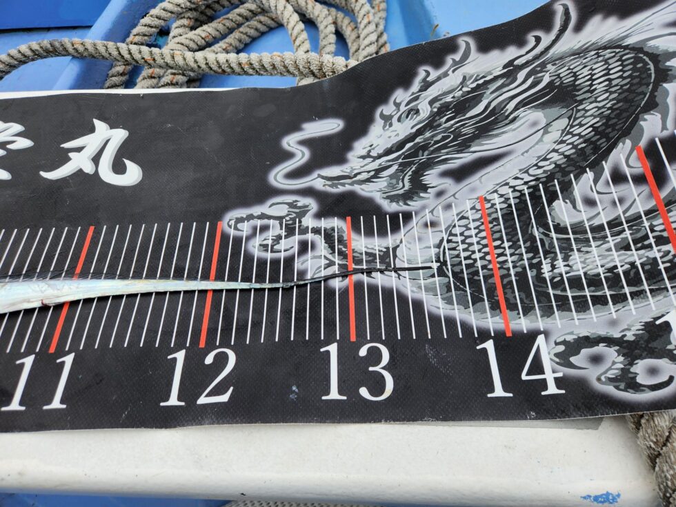 すげータチウオでした！