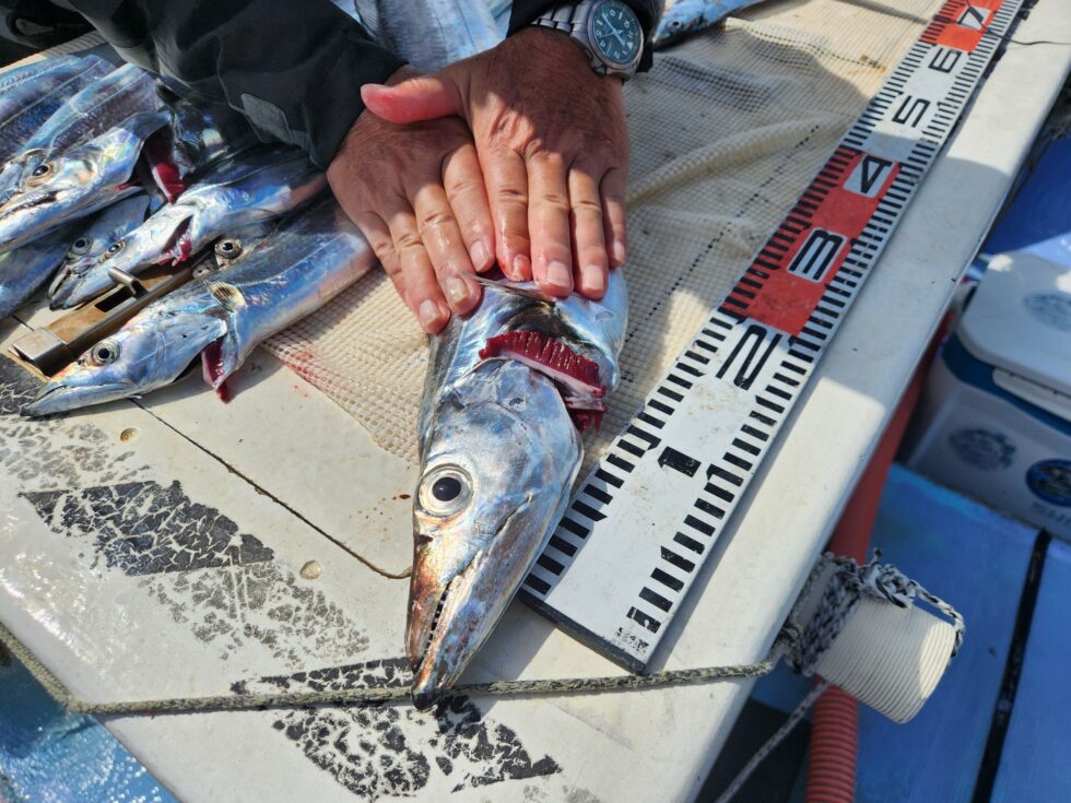 明日(月)ウタセ五目、テンヤタチウオ、出船確定