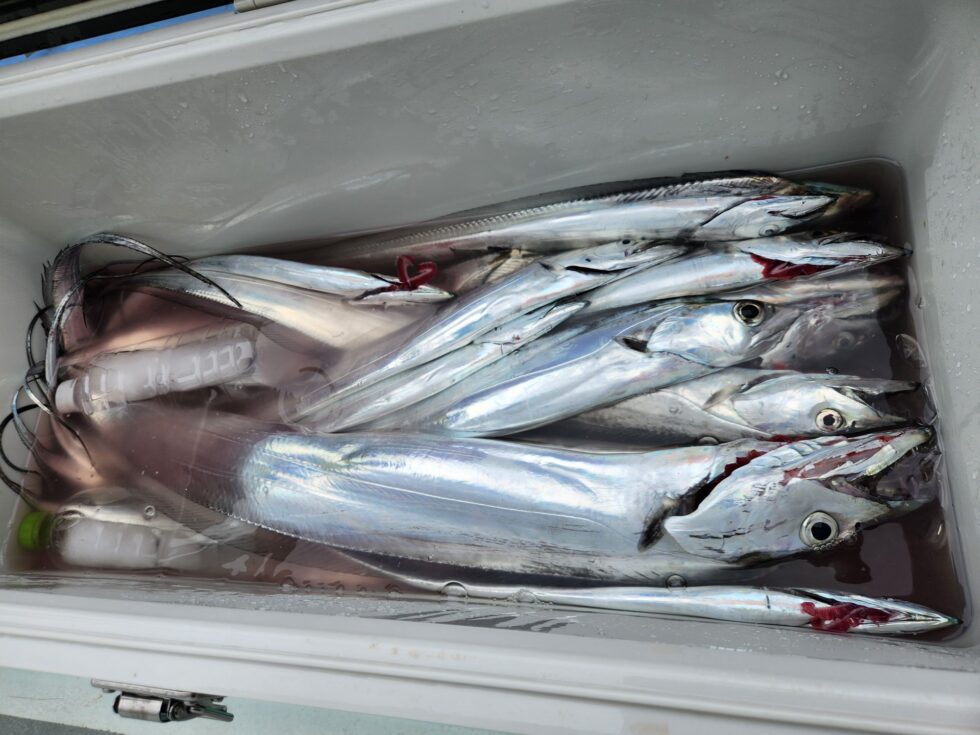 明日(土)から朝4時30分受付、4時45分釣り座決めです