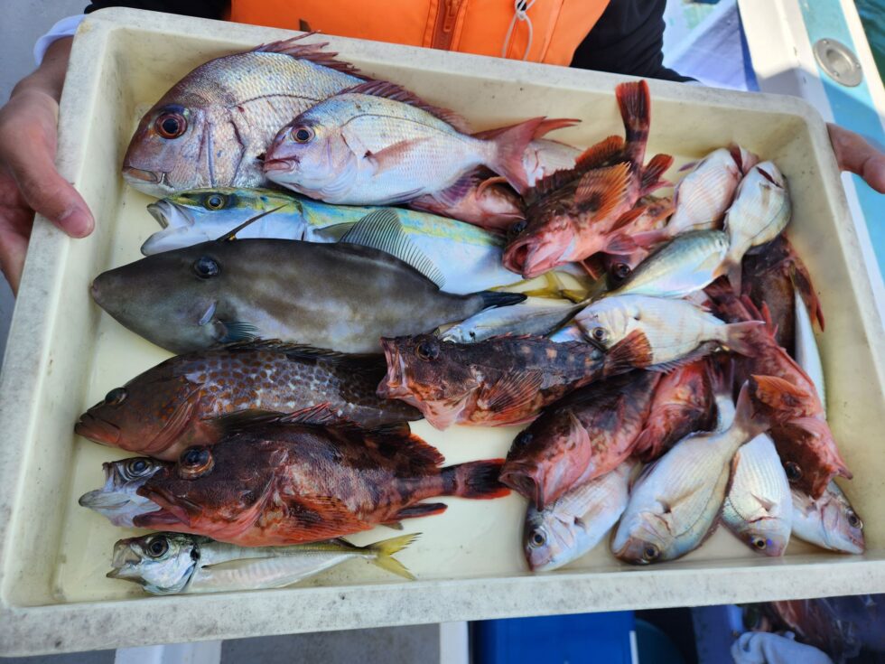 2人様分釣果です。