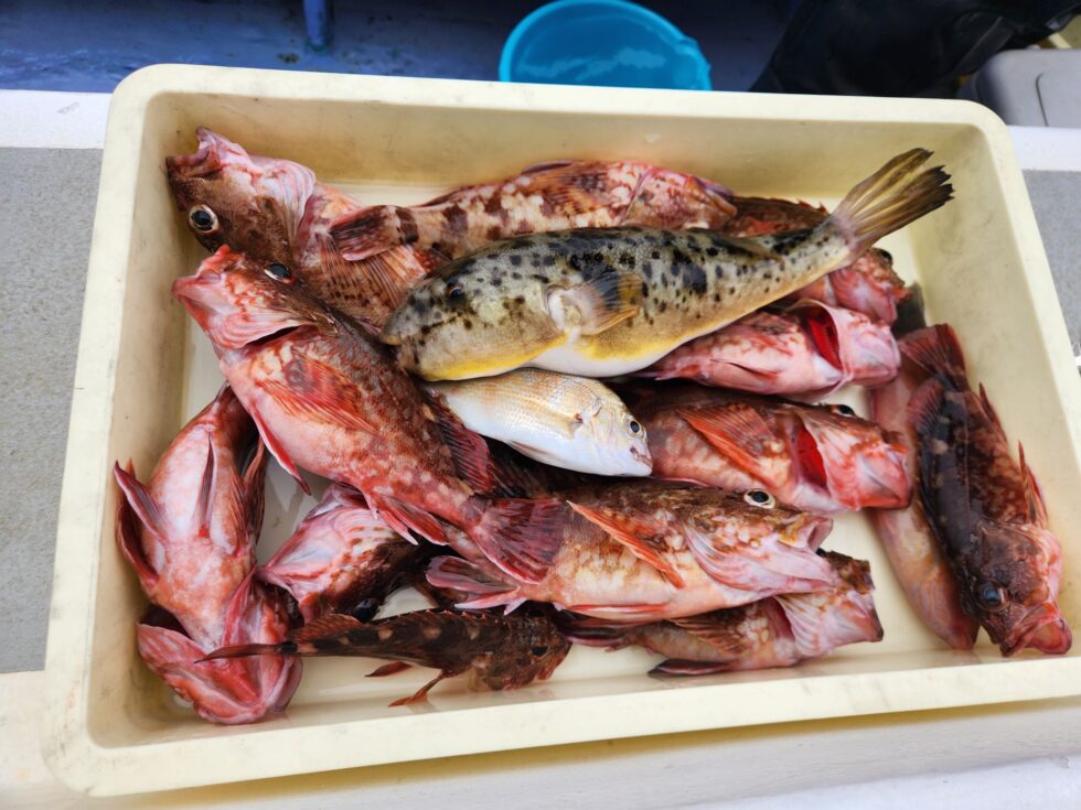 ウタセ五目出船!