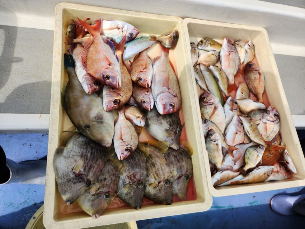 猛烈っ!活きウタセ五目!