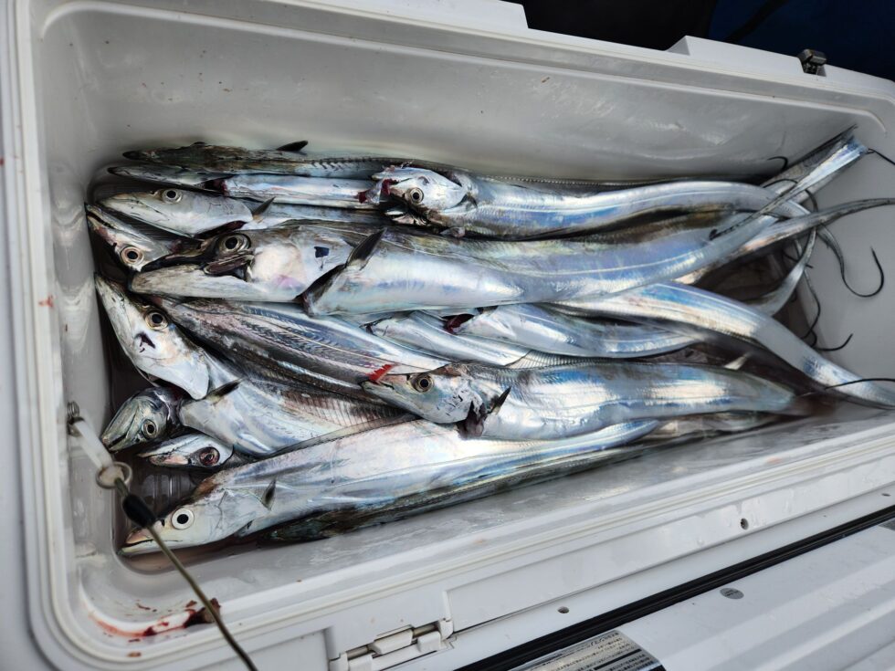 明日、一つテンヤ真鯛船、テンヤタチウオ船、予約受付中!