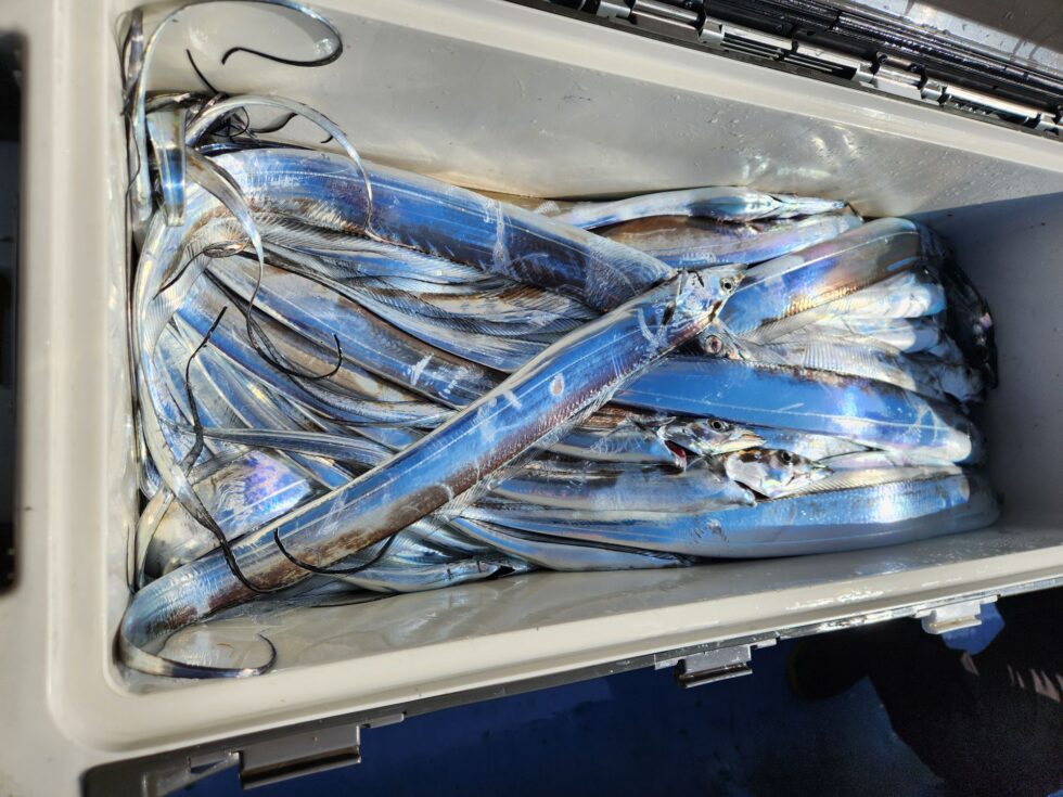 伊勢湾一つテンヤ真鯛船、タチウオ船、ウタセ五目船、予約受付中!