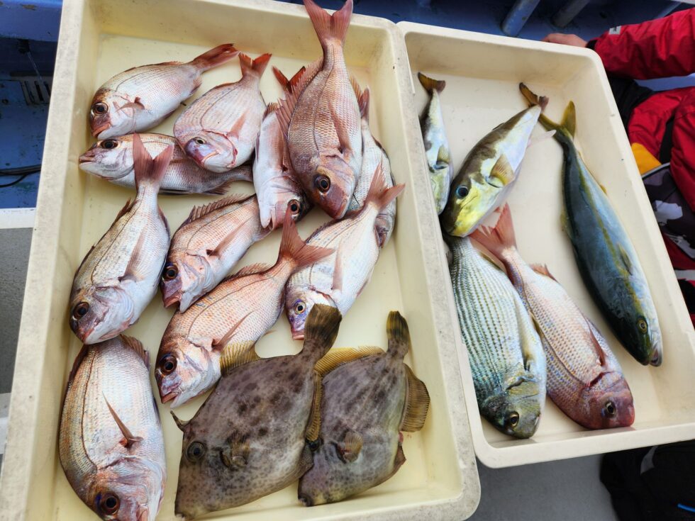 明日(土)は朝便タチウオ２隻分乗です。午後ショート便タチウオ確定、午後ウタセ五目募集中