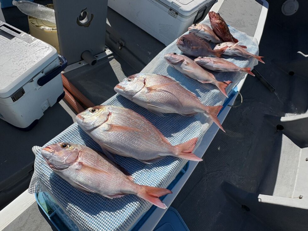 一つテンヤ真鯛釣り只今人気急上昇中!