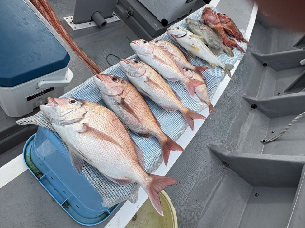 伊勢湾一つテンヤ真鯛釣り人気急上昇中です！