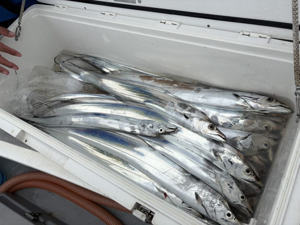 タチウオ高活性！