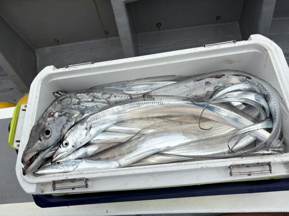 入れ食い披露！