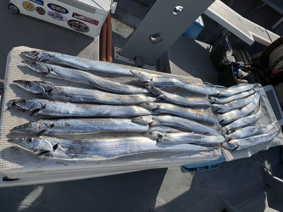 明日(土)一つテンヤ真鯛船、ウタセ五目船、出船確定です!