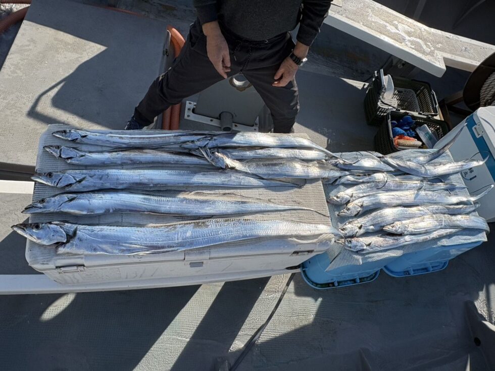 大型タチウオ大当たり！