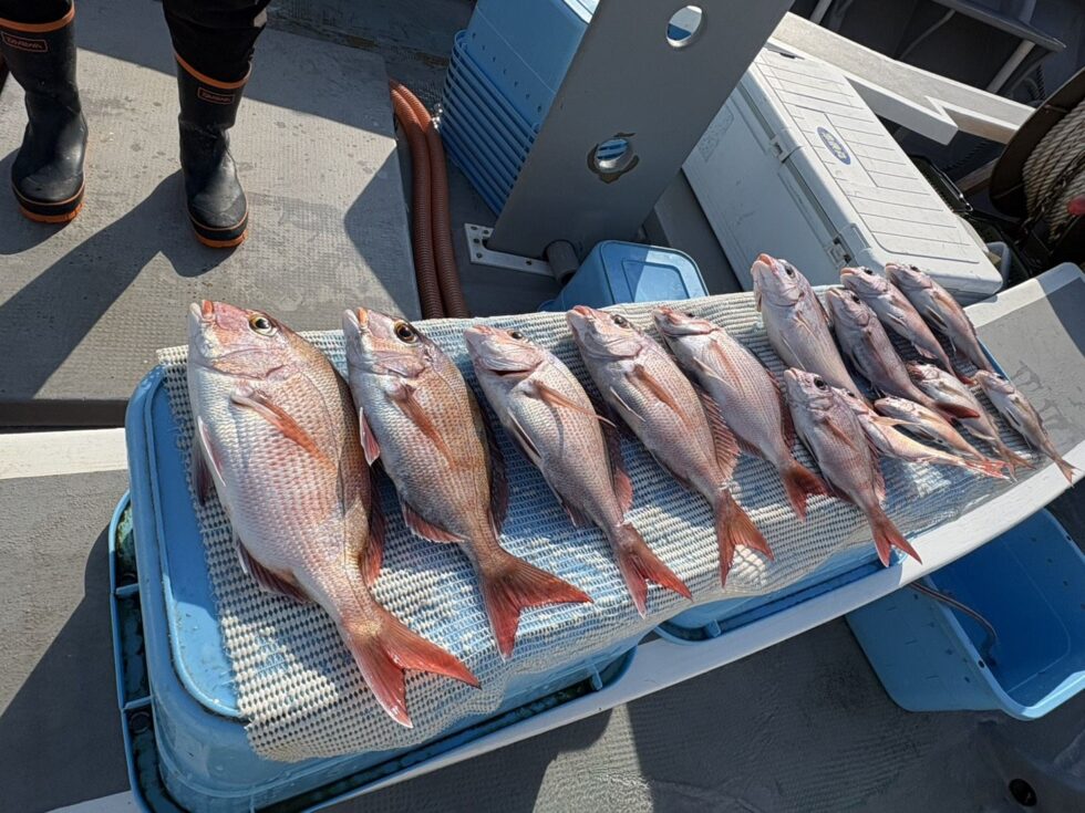 一つテンヤ真鯛船予約受付中！