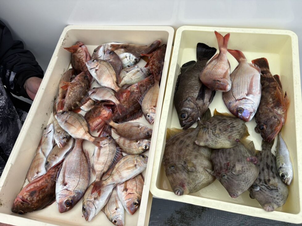 活きウタセエビが捕れなくなったら終了します。早めの釣行を！